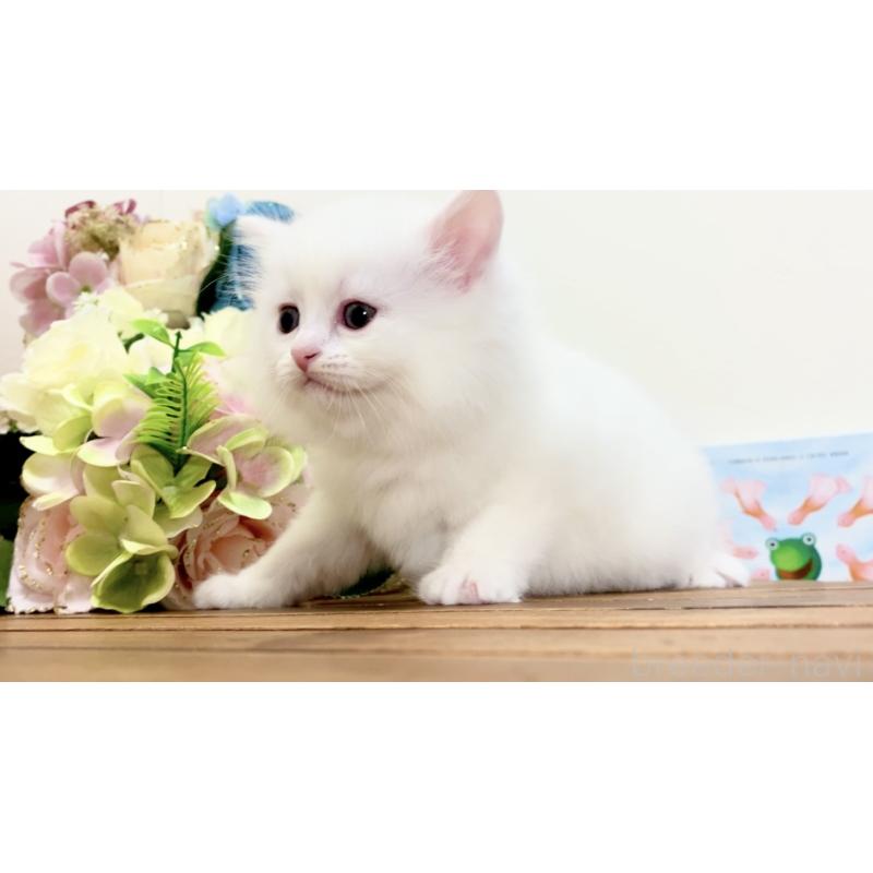 販売中の北海道のマンチカン-134710の4枚目