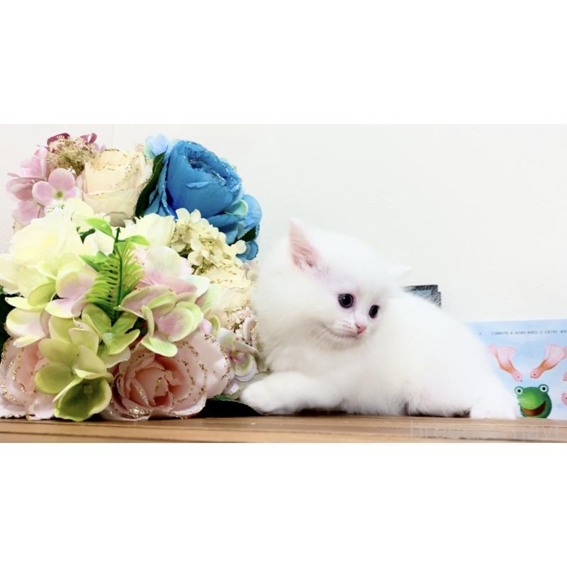 販売中の北海道のマンチカン-134710の3枚目