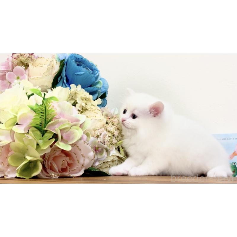 販売中の北海道のマンチカン-134710の2枚目