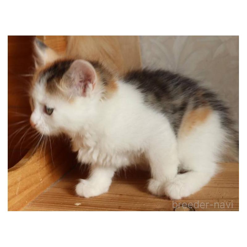 販売中の群馬県のサイベリアン-134712の6枚目