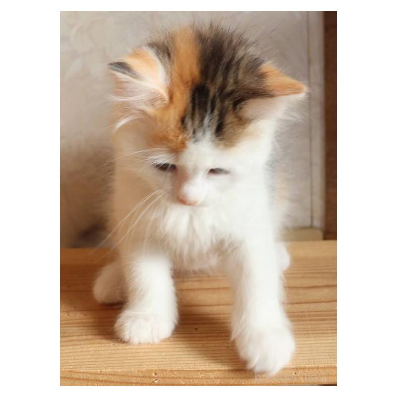 販売中の群馬県のサイベリアン-134712の5枚目