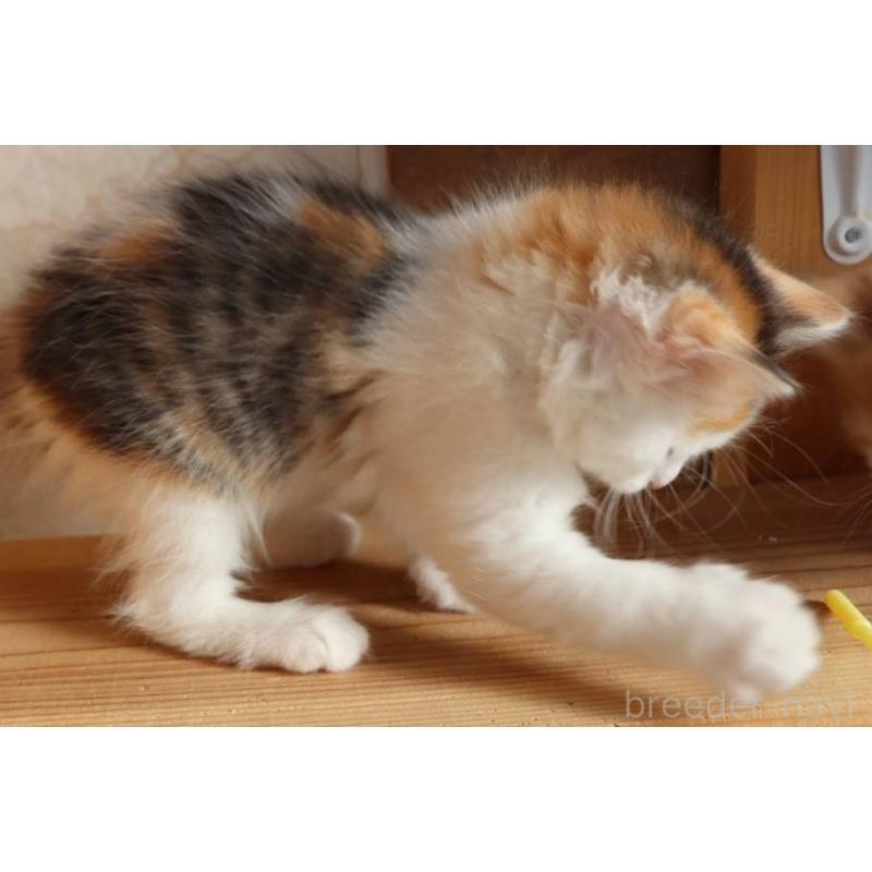 販売中の群馬県のサイベリアン-134712の4枚目