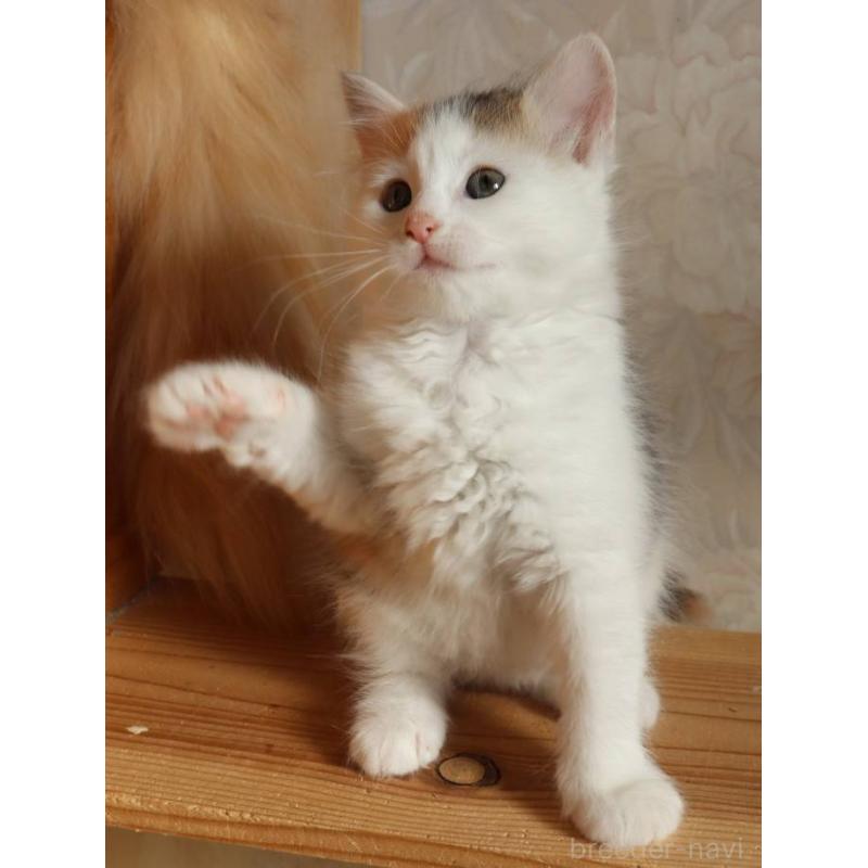 販売中の群馬県のサイベリアン-134712の3枚目