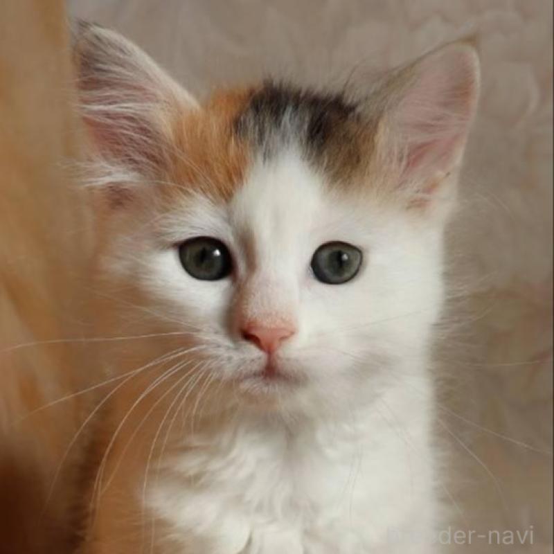 販売中の群馬県のサイベリアン-134712の1枚目