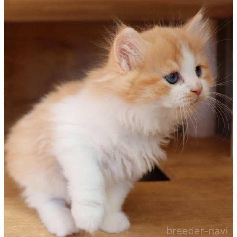 販売中の群馬県のサイベリアン-134714の7枚目