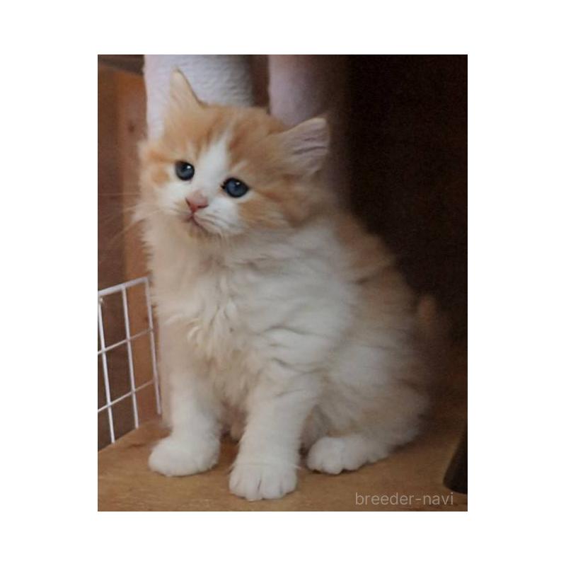 販売中の群馬県のサイベリアン-134714の6枚目