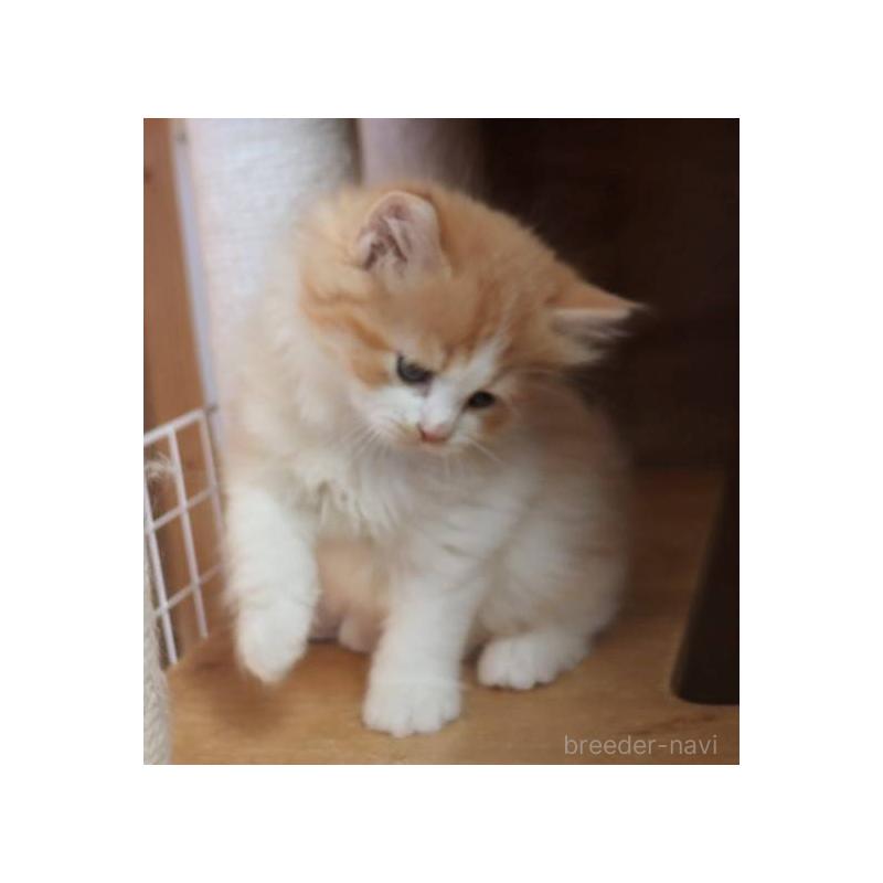 販売中の群馬県のサイベリアン-134714の5枚目