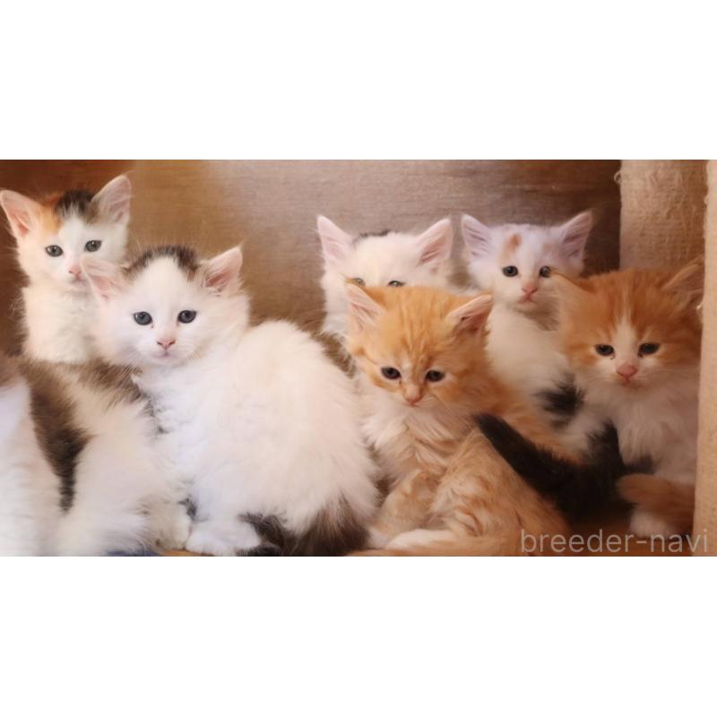 販売中の群馬県のサイベリアン-134714の4枚目