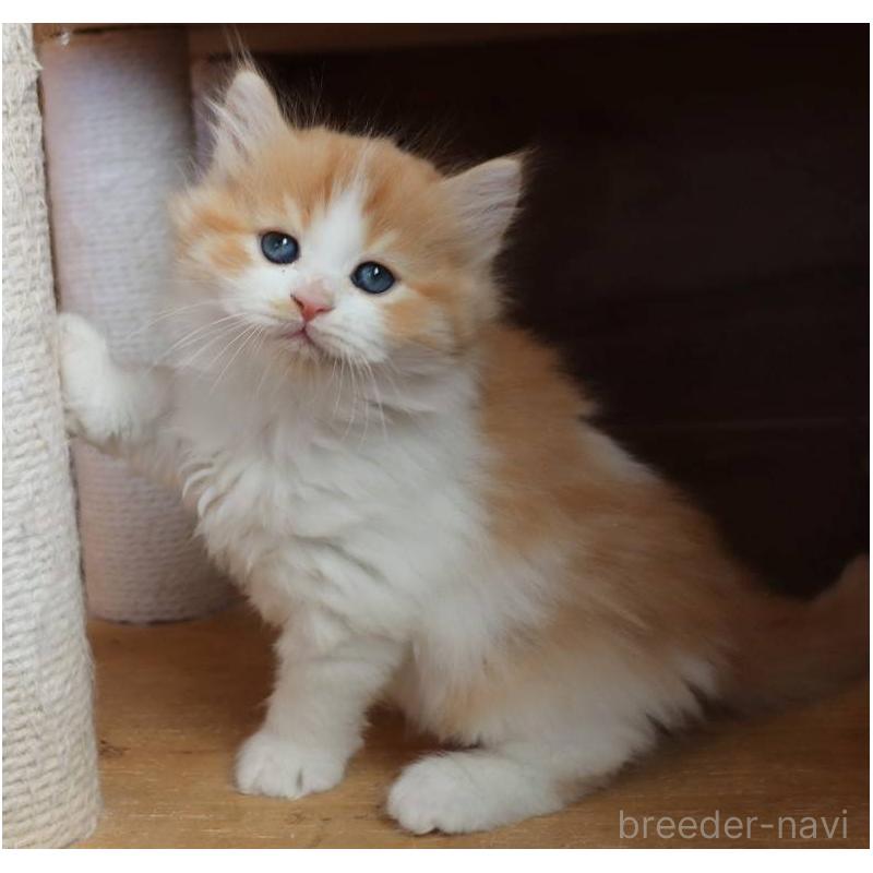 販売中の群馬県のサイベリアン-134714の2枚目