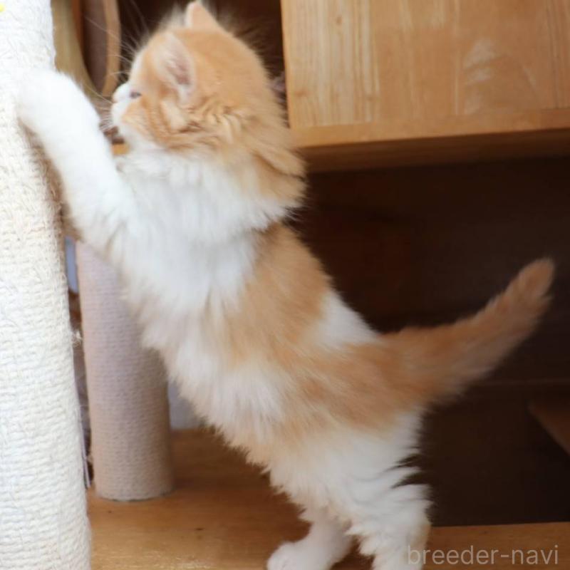 販売中の群馬県のサイベリアン-134714の3枚目