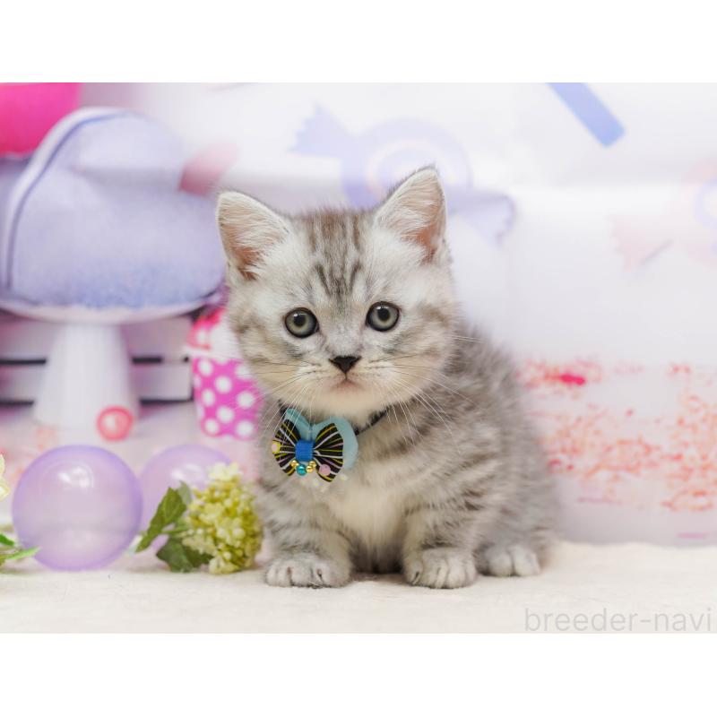 販売中の千葉県のミヌエット-134715