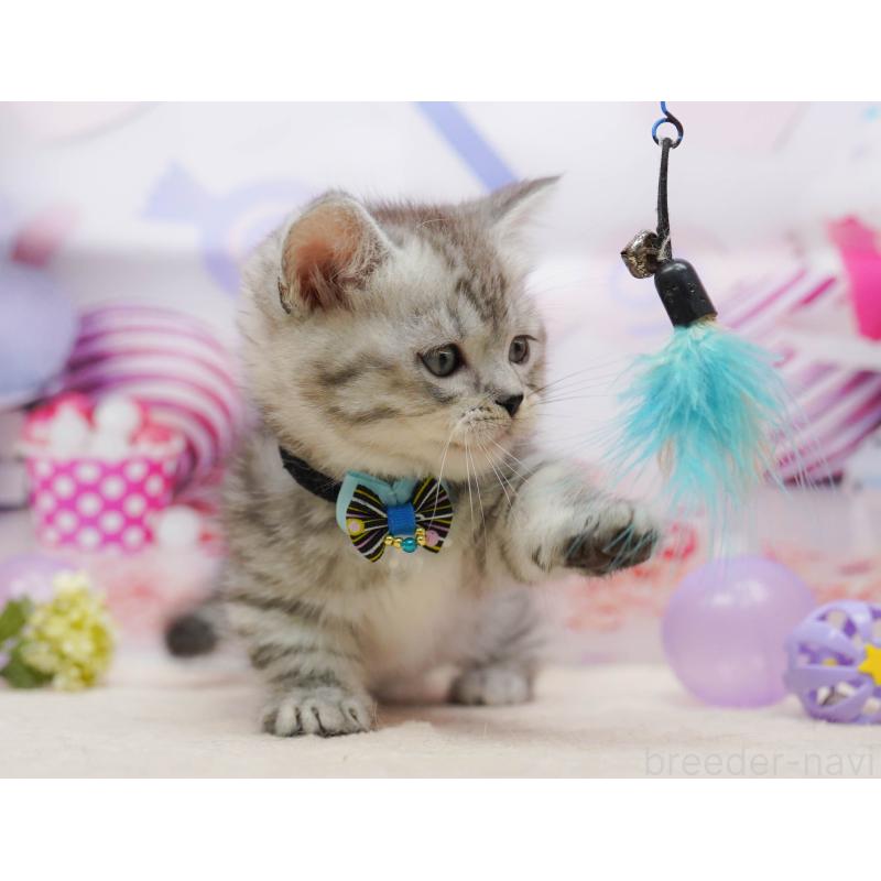 販売中の千葉県のミヌエット-134715の7枚目