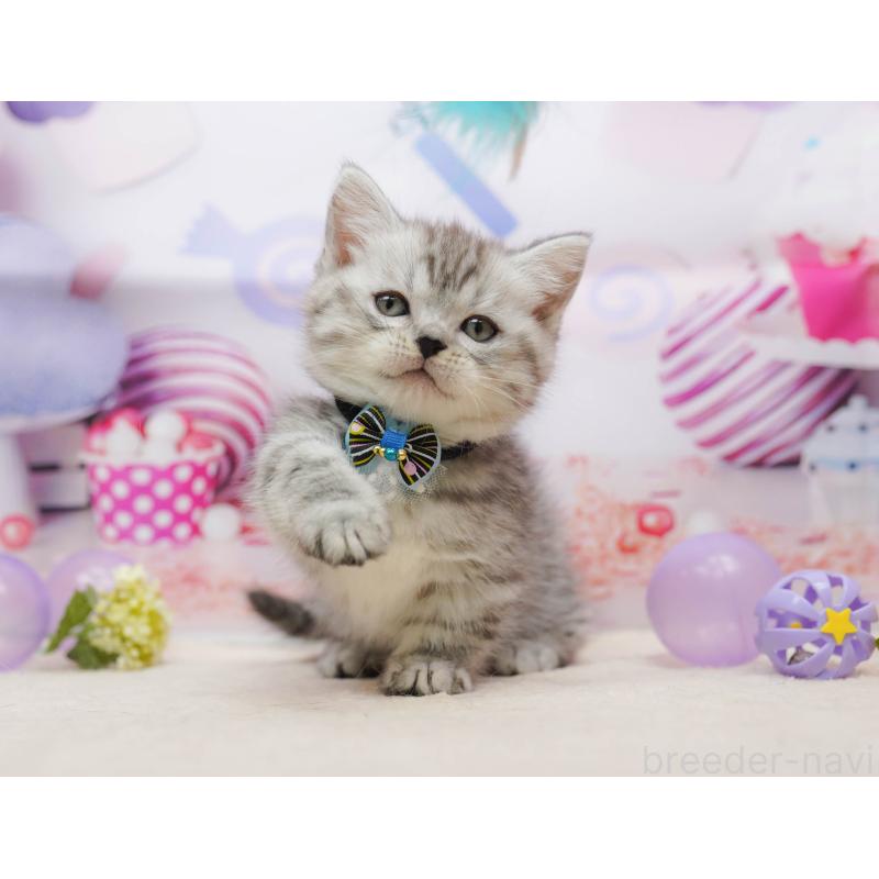 販売中の千葉県のミヌエット-134715の6枚目