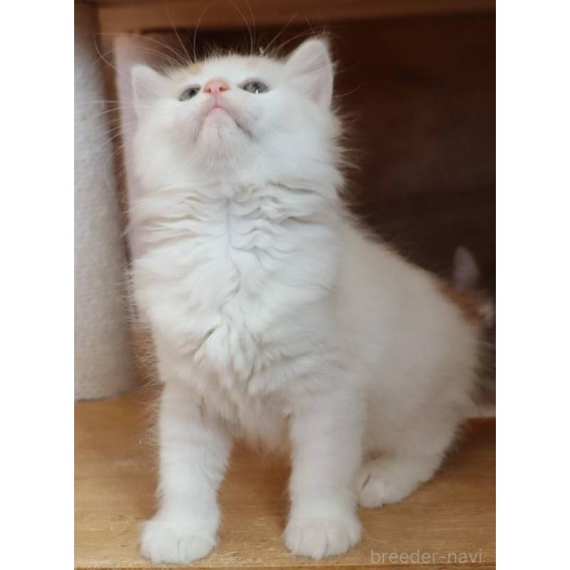 販売中の群馬県のサイベリアン-134716の9枚目