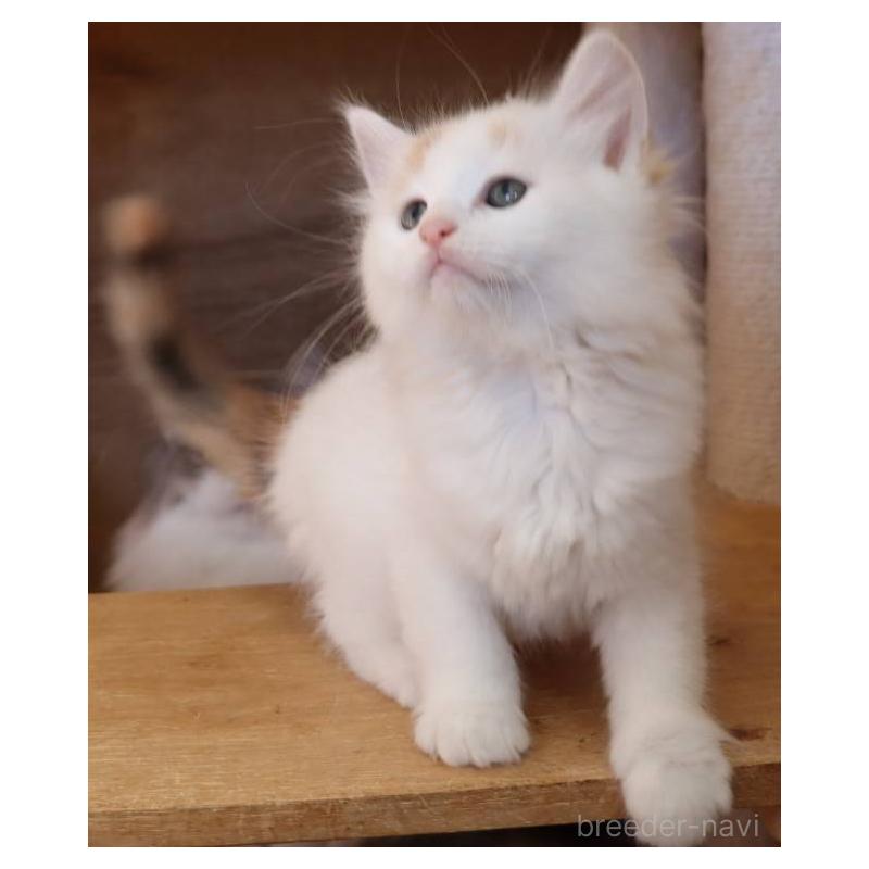 販売中の群馬県のサイベリアン-134716の8枚目