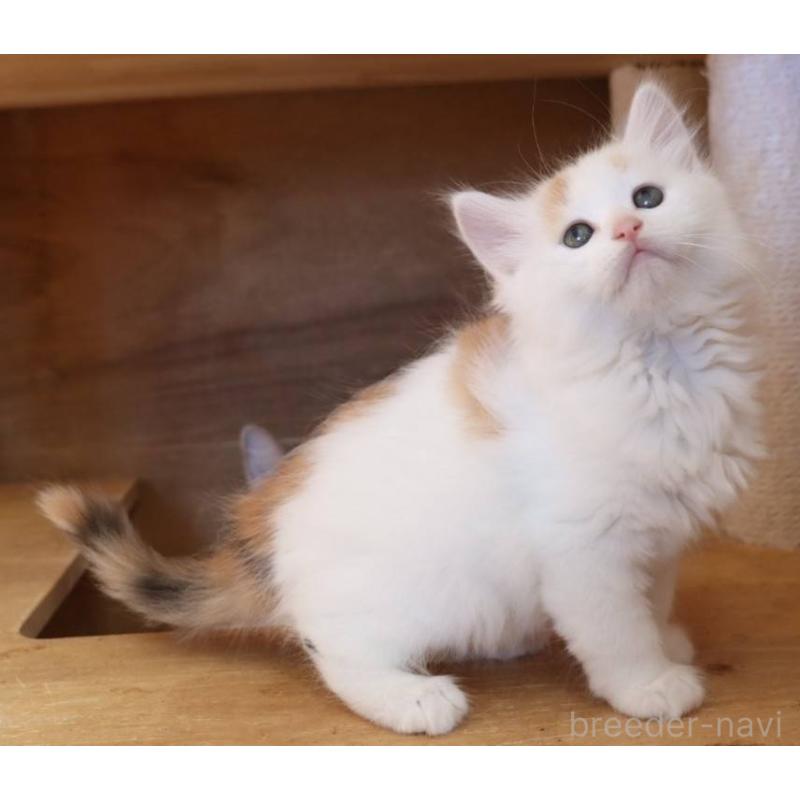 販売中の群馬県のサイベリアン-134716の7枚目