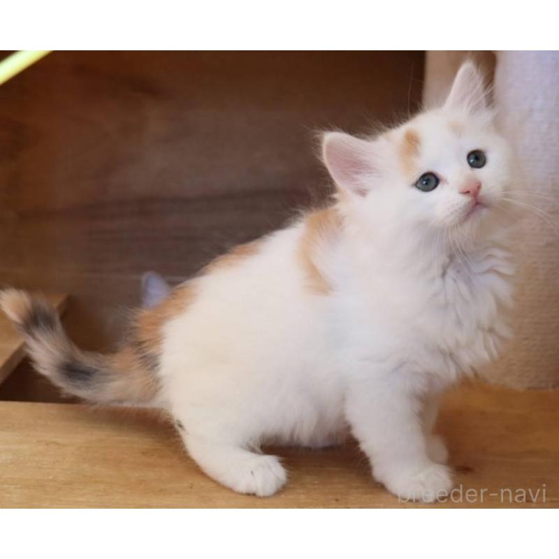 販売中の群馬県のサイベリアン-134716の5枚目