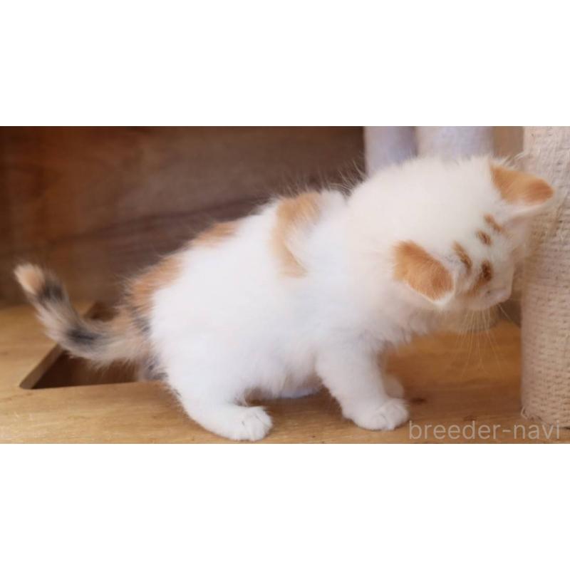 販売中の群馬県のサイベリアン-134716の6枚目