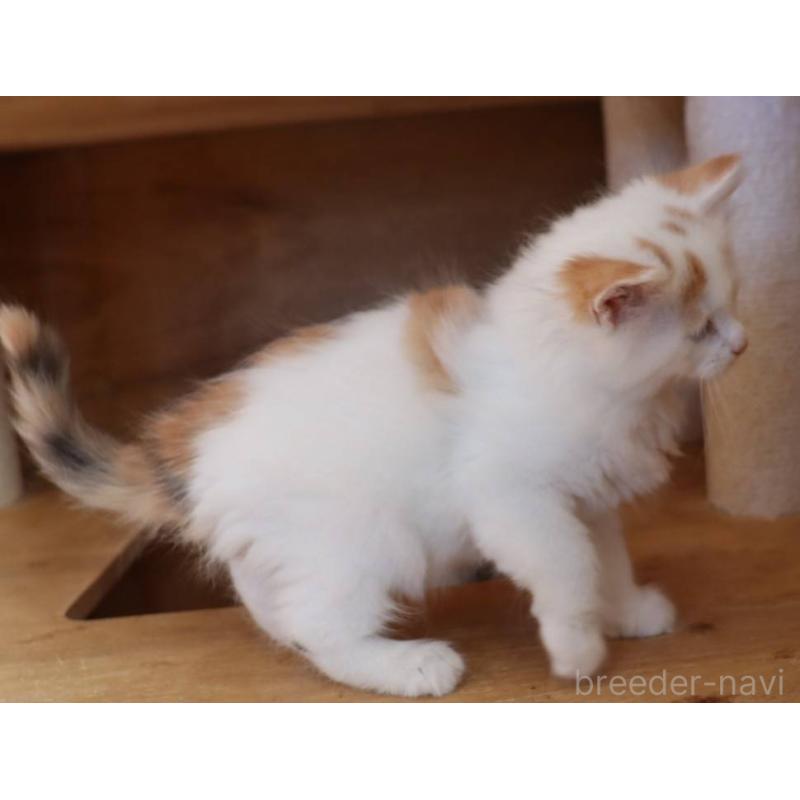 販売中の群馬県のサイベリアン-134716の4枚目