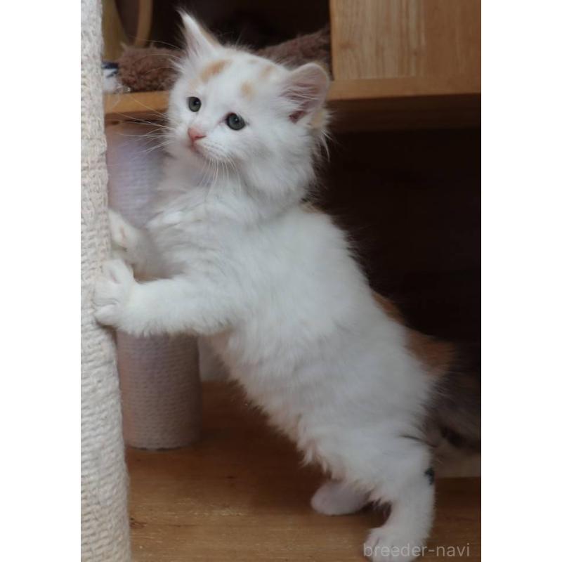 販売中の群馬県のサイベリアン-134716の3枚目