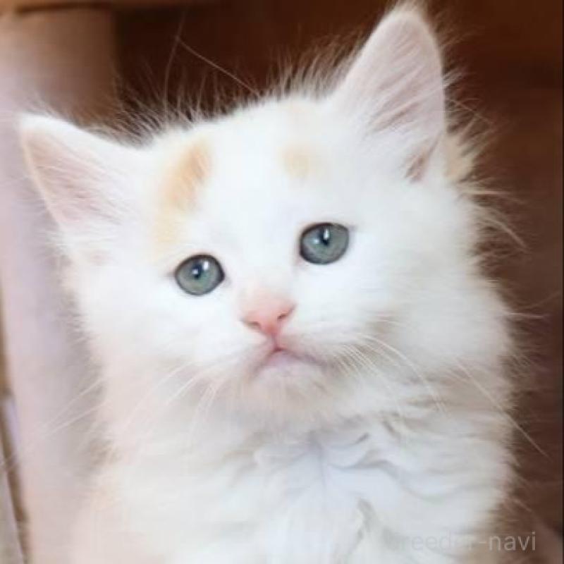 販売中の群馬県のサイベリアン-134716