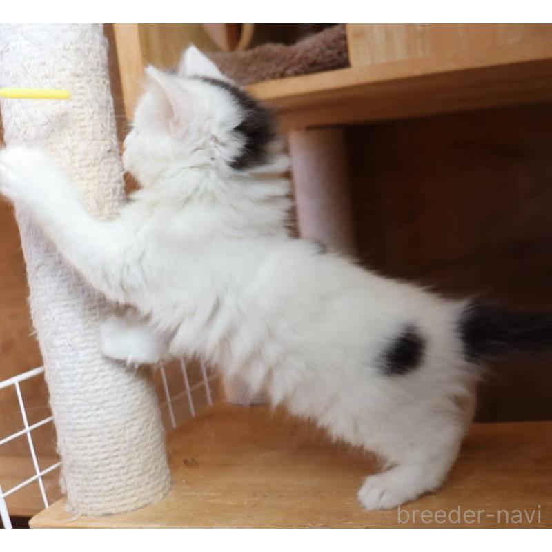 販売中の群馬県のサイベリアン-134719の9枚目