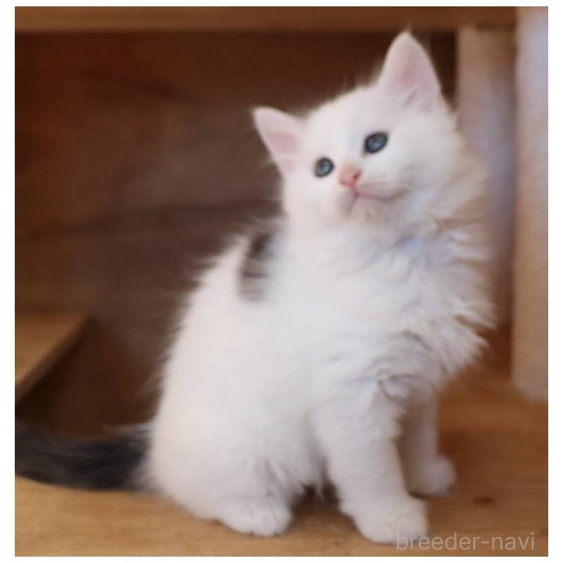 販売中の群馬県のサイベリアン-134719の7枚目