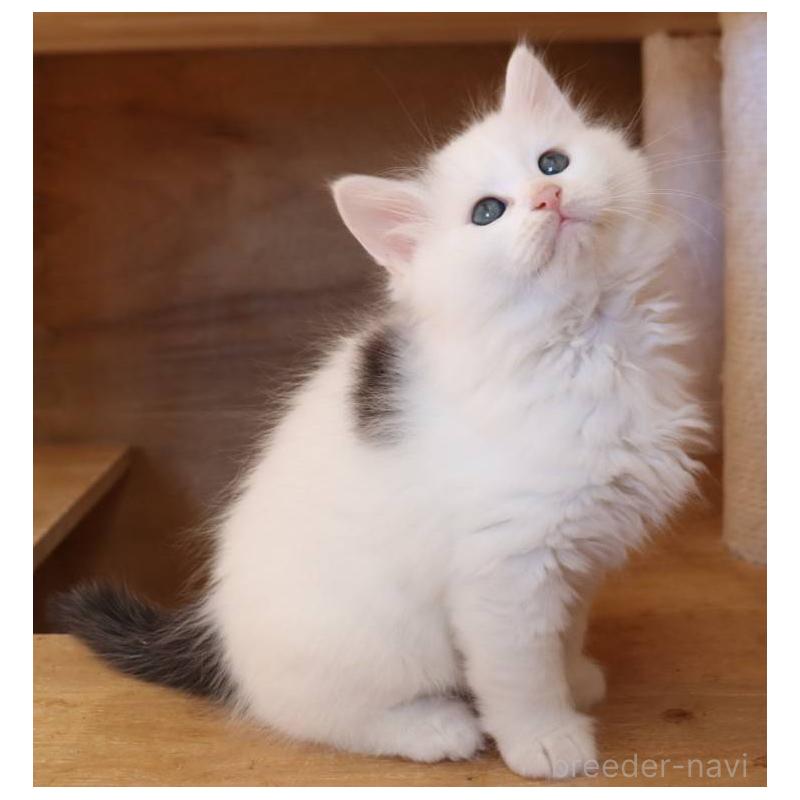 販売中の群馬県のサイベリアン-134719の5枚目