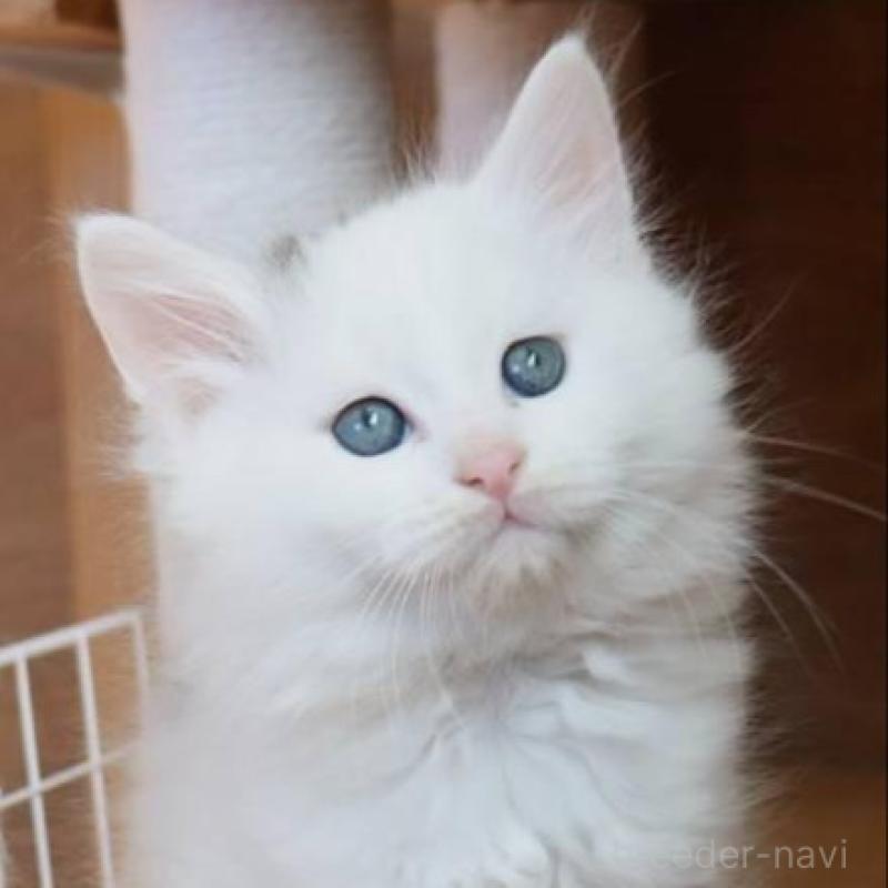 販売中の群馬県のサイベリアン-134719