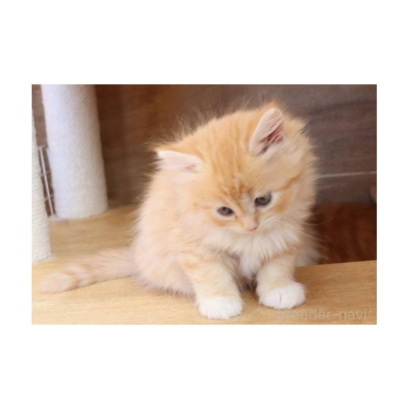 販売中の群馬県のサイベリアン-134720の9枚目