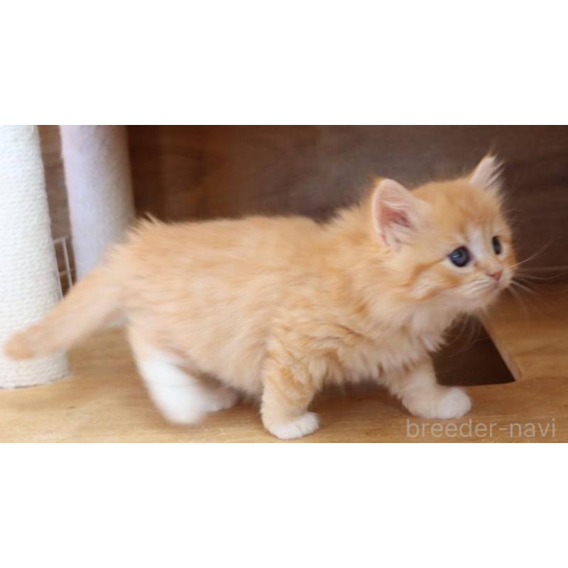 販売中の群馬県のサイベリアン-134720の8枚目