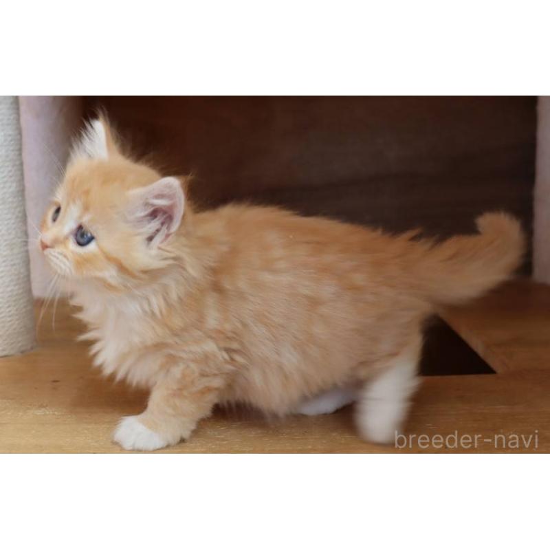 販売中の群馬県のサイベリアン-134720の6枚目