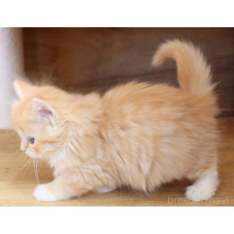 販売中の群馬県のサイベリアン-134720の4枚目