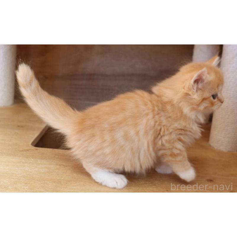 販売中の群馬県のサイベリアン-134720の5枚目