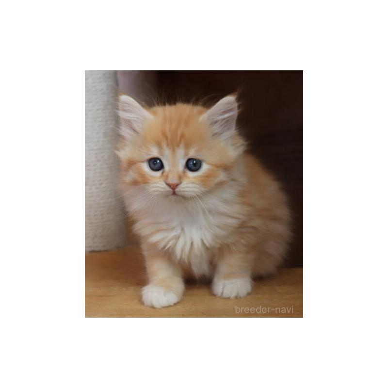 販売中の群馬県のサイベリアン-134720の3枚目