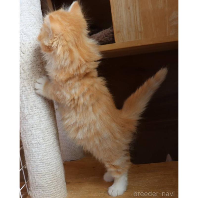 販売中の群馬県のサイベリアン-134720の2枚目