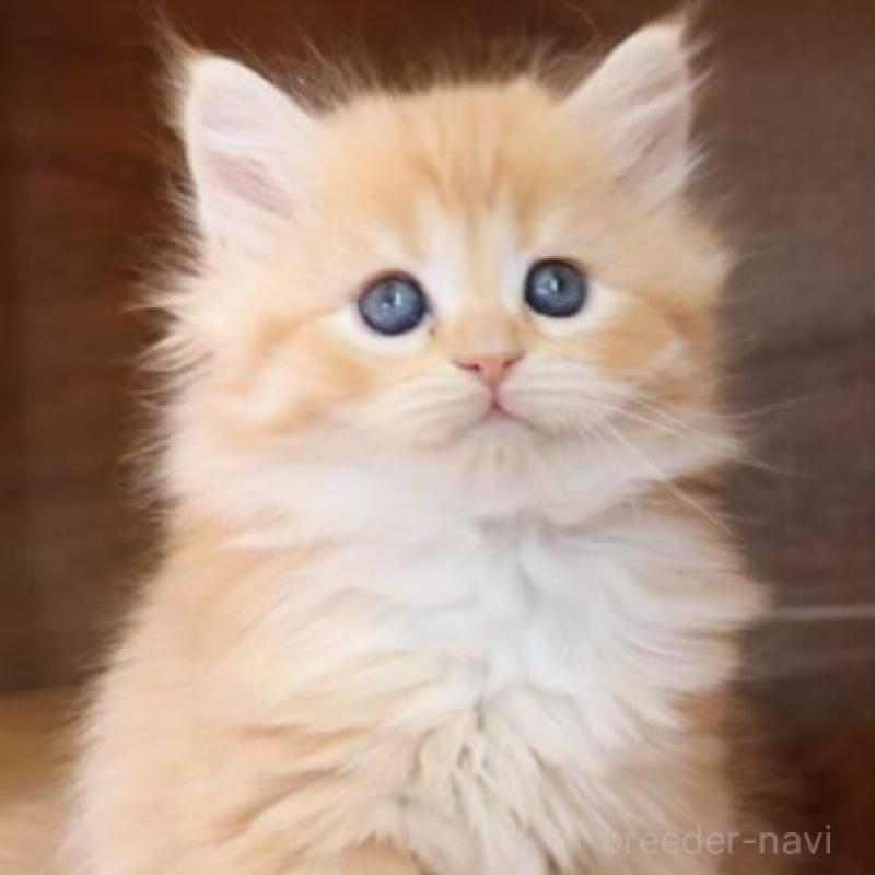 販売中ののサイベリアン-134720