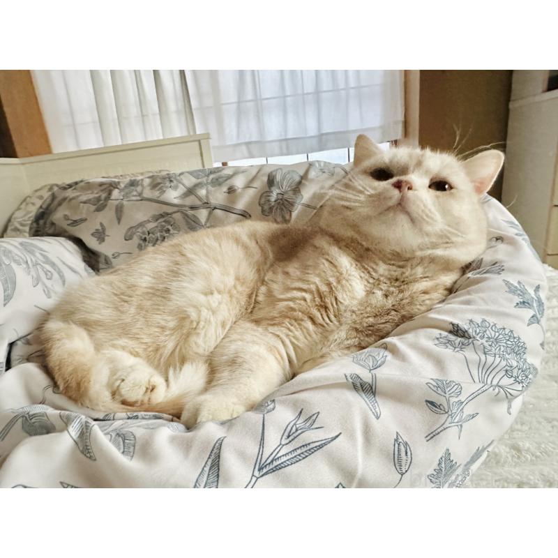 販売中の千葉県のマンチカン-125619の3枚目