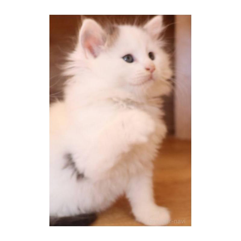 販売中の群馬県のサイベリアン-134721の9枚目