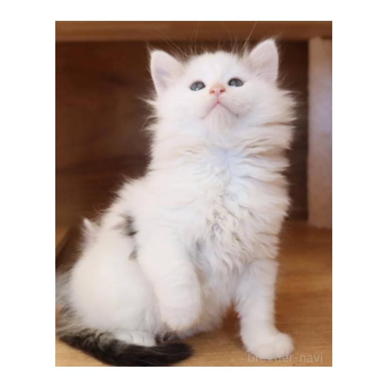 販売中の群馬県のサイベリアン-134721の10枚目