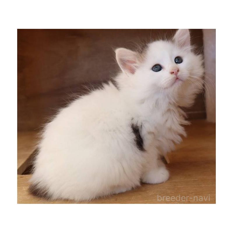 販売中の群馬県のサイベリアン-134721の5枚目