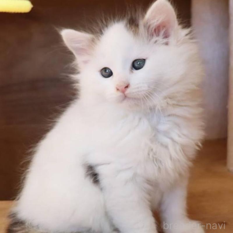 販売中の群馬県のサイベリアン-134721の2枚目