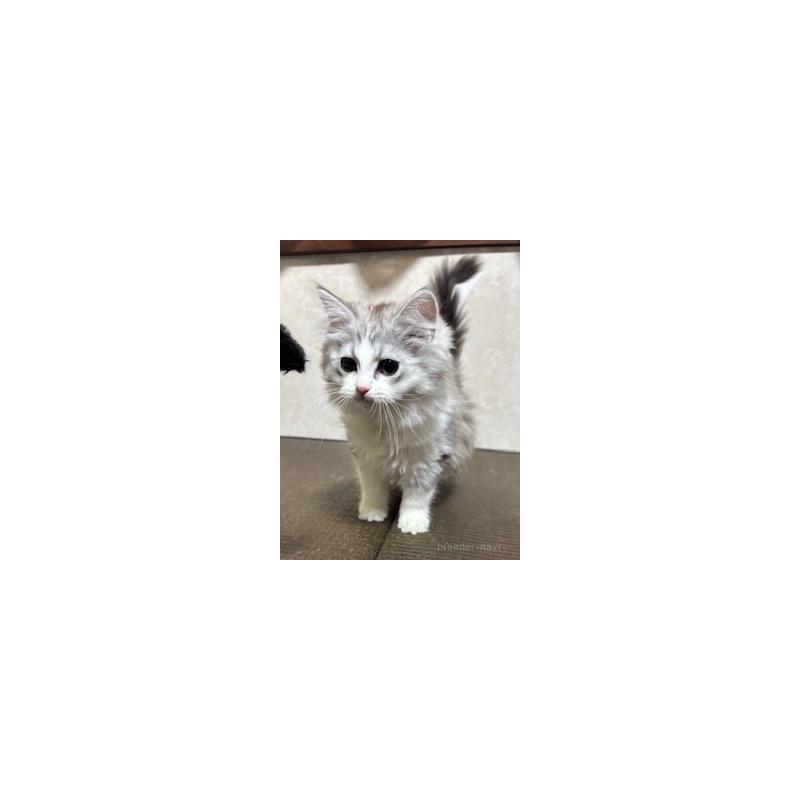 販売中の東京都のサイベリアン-132836の9枚目