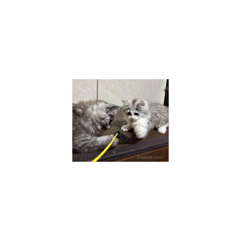 販売中の東京都のサイベリアン-132836の2枚目