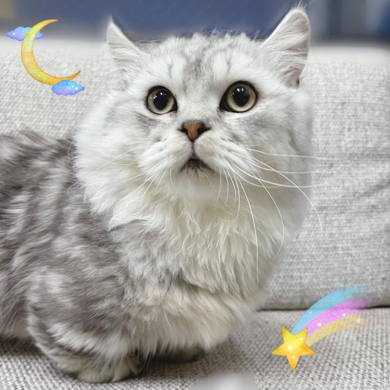 販売中の東京都のミヌエット(短足)-122371の1枚目