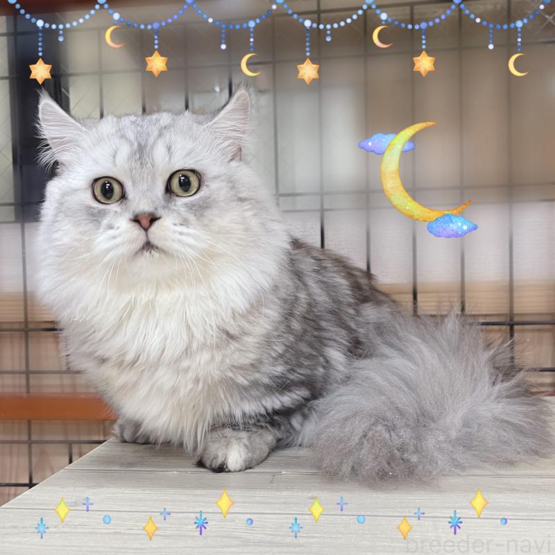 販売中の東京都のミヌエット(短足)-122371の5枚目