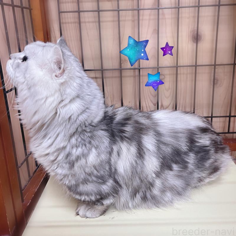 販売中の東京都のミヌエット(短足)-122371の4枚目