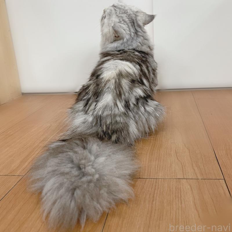 販売中の東京都のミヌエット(短足)-122371の3枚目