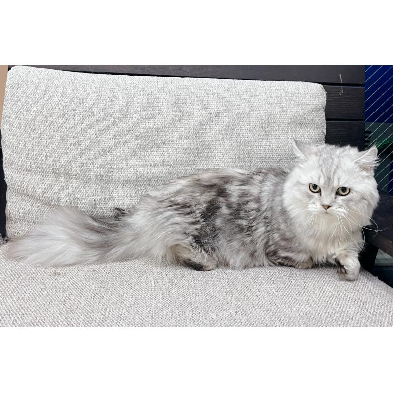 販売中の東京都のミヌエット(短足)-122371の2枚目