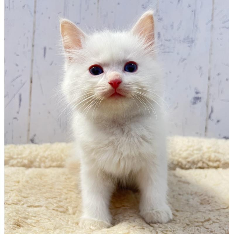 販売中の千葉県のラグドール-134722